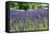 Lavender Field I-Dana Styber-Framed Stretched Canvas