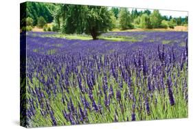 Lavender Field I-Dana Styber-Stretched Canvas