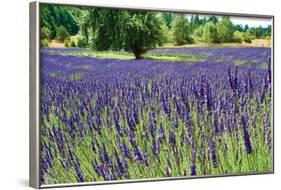 Lavender Field I-Dana Styber-Framed Photographic Print