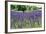 Lavender Field I-Dana Styber-Framed Photographic Print