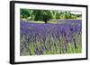 Lavender Field I-Dana Styber-Framed Photographic Print