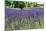 Lavender Field I-Dana Styber-Mounted Photographic Print