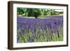 Lavender Field I-Dana Styber-Framed Photographic Print