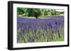 Lavender Field I-Dana Styber-Framed Photographic Print