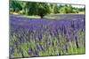 Lavender Field I-Dana Styber-Mounted Photographic Print