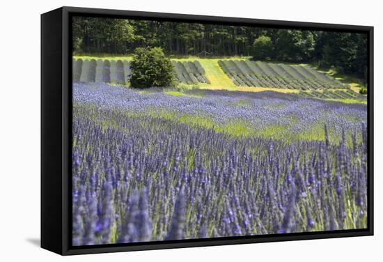 Lavender Field II-Dana Styber-Framed Stretched Canvas