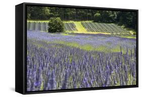 Lavender Field II-Dana Styber-Framed Stretched Canvas