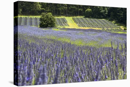 Lavender Field II-Dana Styber-Stretched Canvas