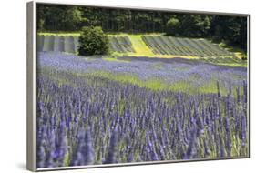 Lavender Field II-Dana Styber-Framed Photographic Print