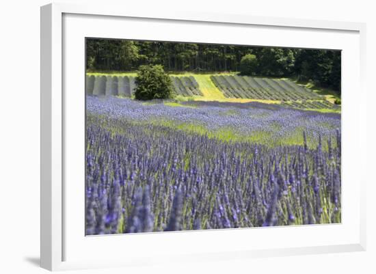 Lavender Field II-Dana Styber-Framed Photographic Print