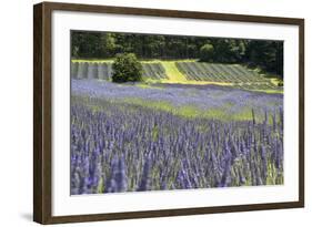 Lavender Field II-Dana Styber-Framed Photographic Print