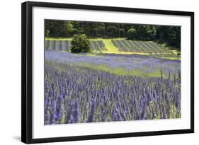 Lavender Field II-Dana Styber-Framed Photographic Print