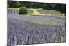 Lavender Field II-Dana Styber-Mounted Photographic Print