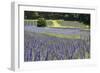 Lavender Field II-Dana Styber-Framed Photographic Print