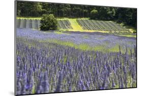Lavender Field II-Dana Styber-Mounted Photographic Print
