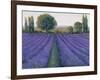 Lavender Field II-null-Framed Art Print