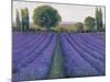 Lavender Field II-null-Mounted Art Print