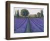 Lavender Field II-null-Framed Art Print