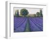 Lavender Field II-null-Framed Art Print