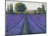 Lavender Field II-null-Mounted Art Print