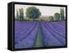 Lavender Field II-null-Framed Stretched Canvas