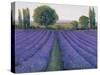 Lavender Field II-null-Stretched Canvas