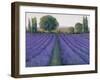 Lavender Field II-null-Framed Art Print