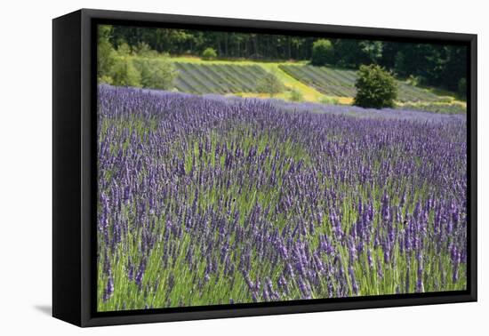 Lavender Field III-Dana Styber-Framed Stretched Canvas
