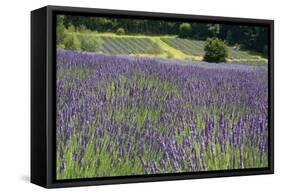 Lavender Field III-Dana Styber-Framed Stretched Canvas