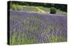 Lavender Field III-Dana Styber-Stretched Canvas