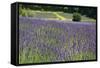 Lavender Field III-Dana Styber-Framed Stretched Canvas