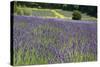 Lavender Field III-Dana Styber-Stretched Canvas