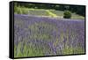 Lavender Field III-Dana Styber-Framed Stretched Canvas