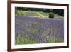 Lavender Field III-Dana Styber-Framed Photographic Print