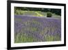 Lavender Field III-Dana Styber-Framed Photographic Print