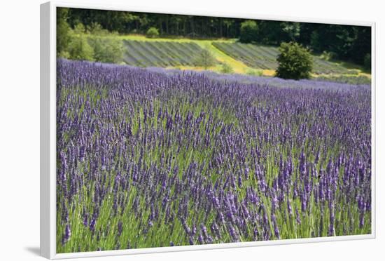 Lavender Field III-Dana Styber-Framed Photographic Print