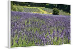 Lavender Field III-Dana Styber-Framed Photographic Print