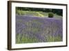 Lavender Field III-Dana Styber-Framed Photographic Print