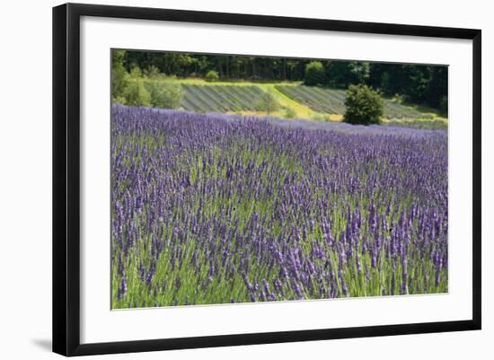 Lavender Field III-Dana Styber-Framed Photographic Print