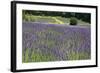 Lavender Field III-Dana Styber-Framed Photographic Print