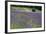 Lavender Field III-Dana Styber-Framed Photographic Print