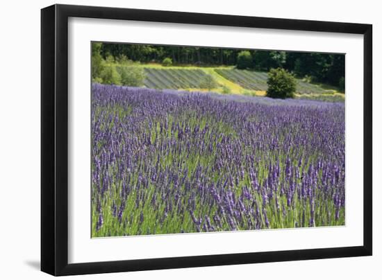 Lavender Field III-Dana Styber-Framed Photographic Print