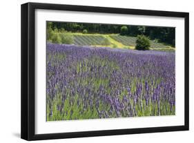 Lavender Field III-Dana Styber-Framed Photographic Print