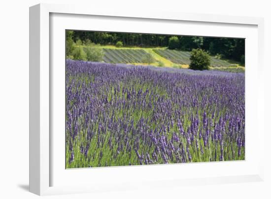Lavender Field III-Dana Styber-Framed Photographic Print