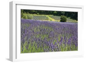 Lavender Field III-Dana Styber-Framed Photographic Print