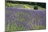 Lavender Field III-Dana Styber-Mounted Photographic Print