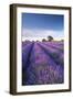 Lavender field in flower, Faulkland, Somerset, England. Summer (July) 2014.-Adam Burton-Framed Photographic Print