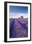 Lavender field in flower, Faulkland, Somerset, England. Summer (July) 2014.-Adam Burton-Framed Photographic Print