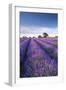 Lavender field in flower, Faulkland, Somerset, England. Summer (July) 2014.-Adam Burton-Framed Photographic Print