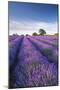 Lavender field in flower, Faulkland, Somerset, England. Summer (July) 2014.-Adam Burton-Mounted Photographic Print